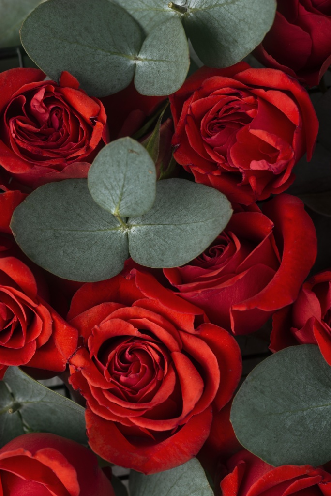 top-view-of-beautiful-red-colored-flowers.jpg